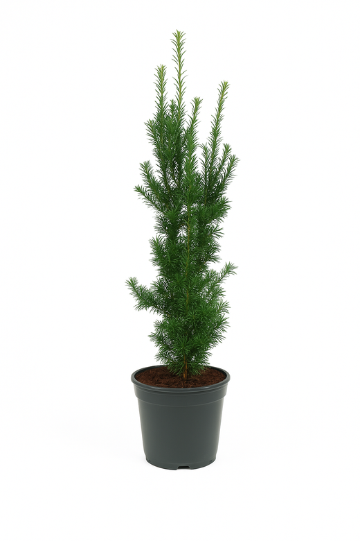 Idegran (Taxus Hilli) | 50-70cm