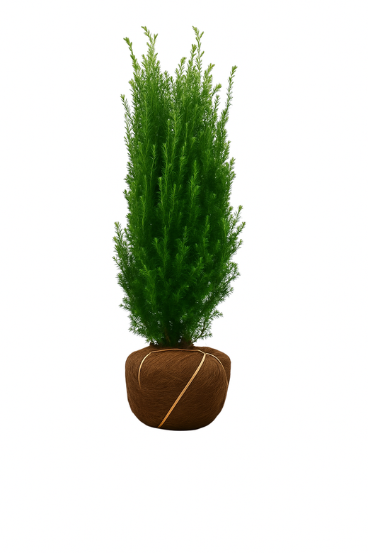 Idegran (Taxus Hilli) | 80-100cm