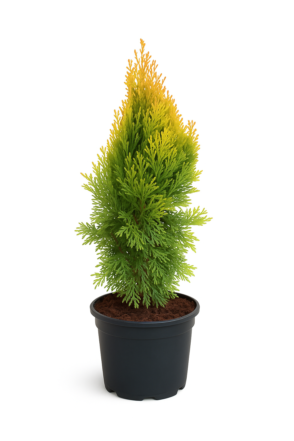Thuja Golden Smaragd | 100-120cm