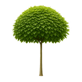 Katalpa 'Nana' XL | 240-270cm