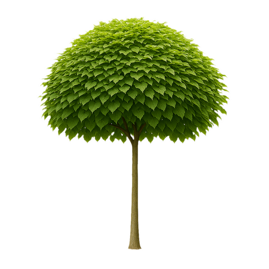 Katalpa 'Nana' | 230-270cm