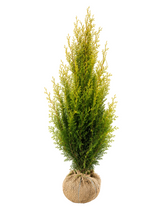 Thuja Golden Salland | 130-140cm