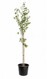 Vårtbjörk | 250-300cm