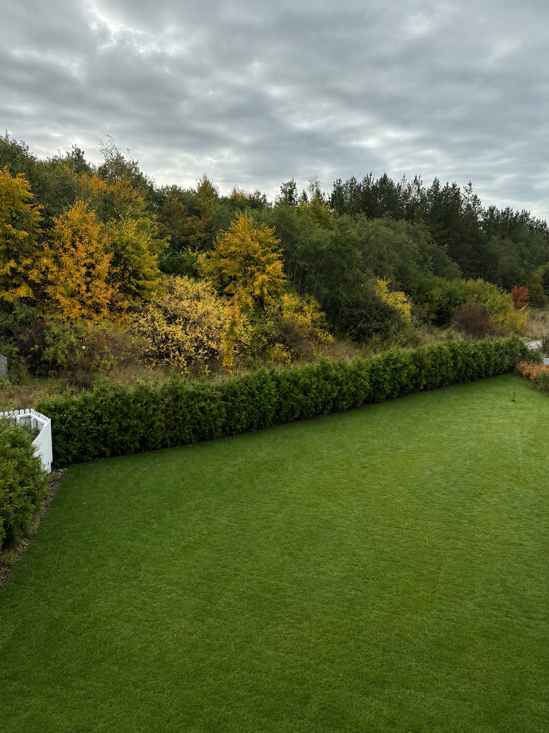 Thuja Brabant | 200-220cm