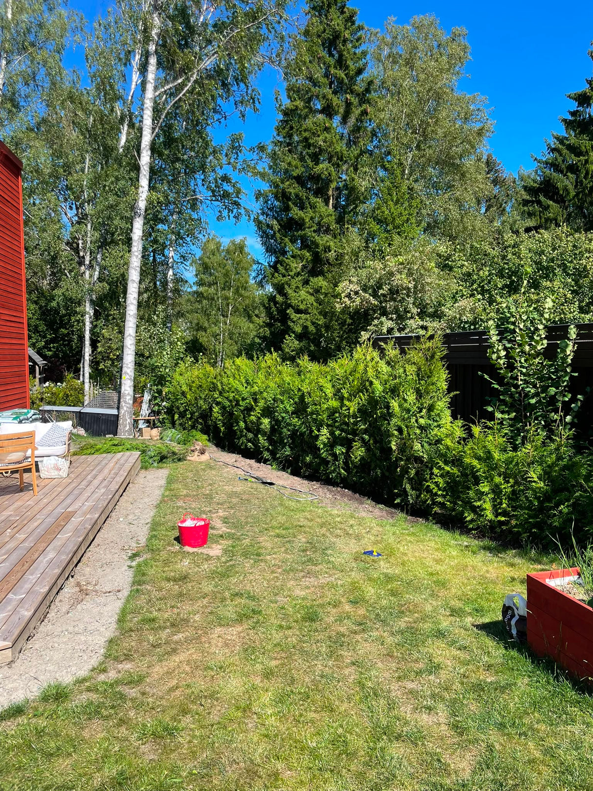 Thuja Brabant | 250-300cm