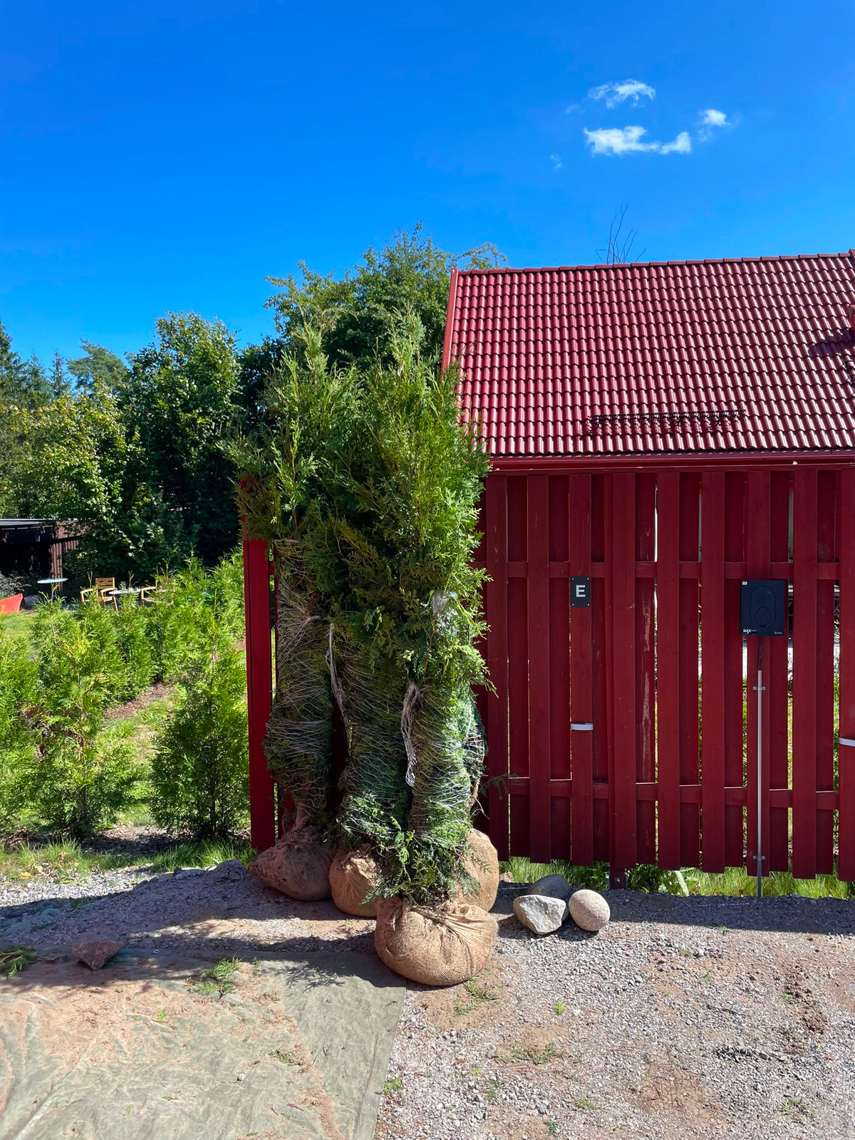 Thuja Brabant | 250-300cm