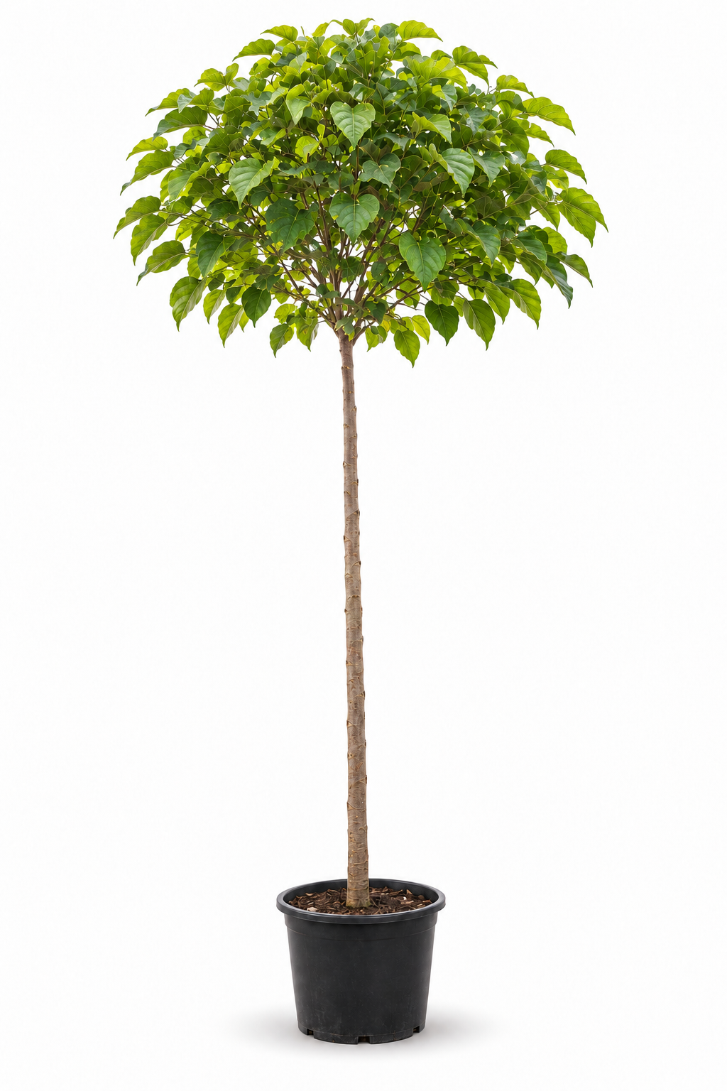 Katalpa 'Nana' | 210-230cm