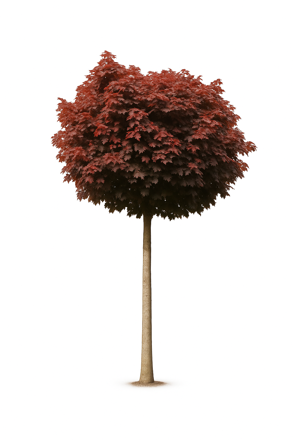 Klotlönn 'Purple Globe' | 200-210cm