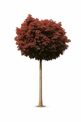 Klotlönn 'Purple Globe' | 200-210cm