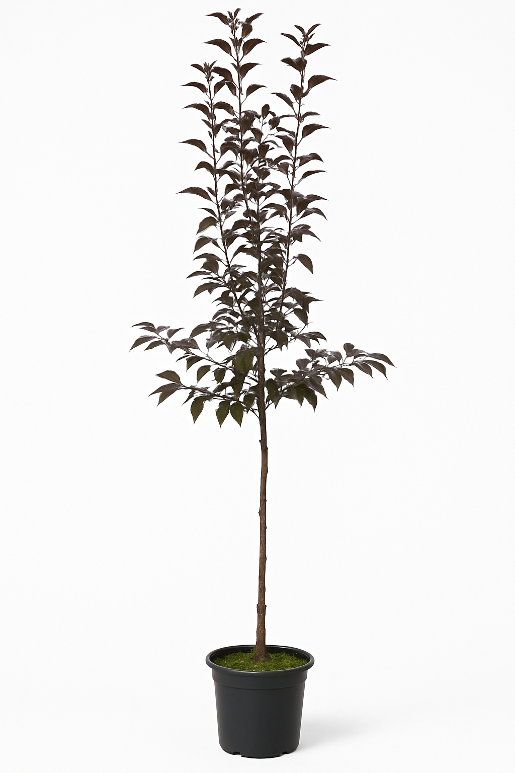 Purpurapel 'Royalty' | 200-250cm