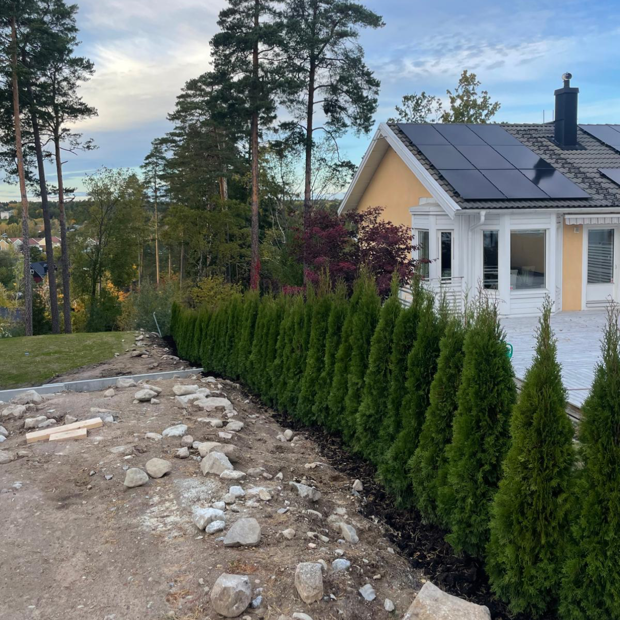 Thuja Smaragd | 180-200cm