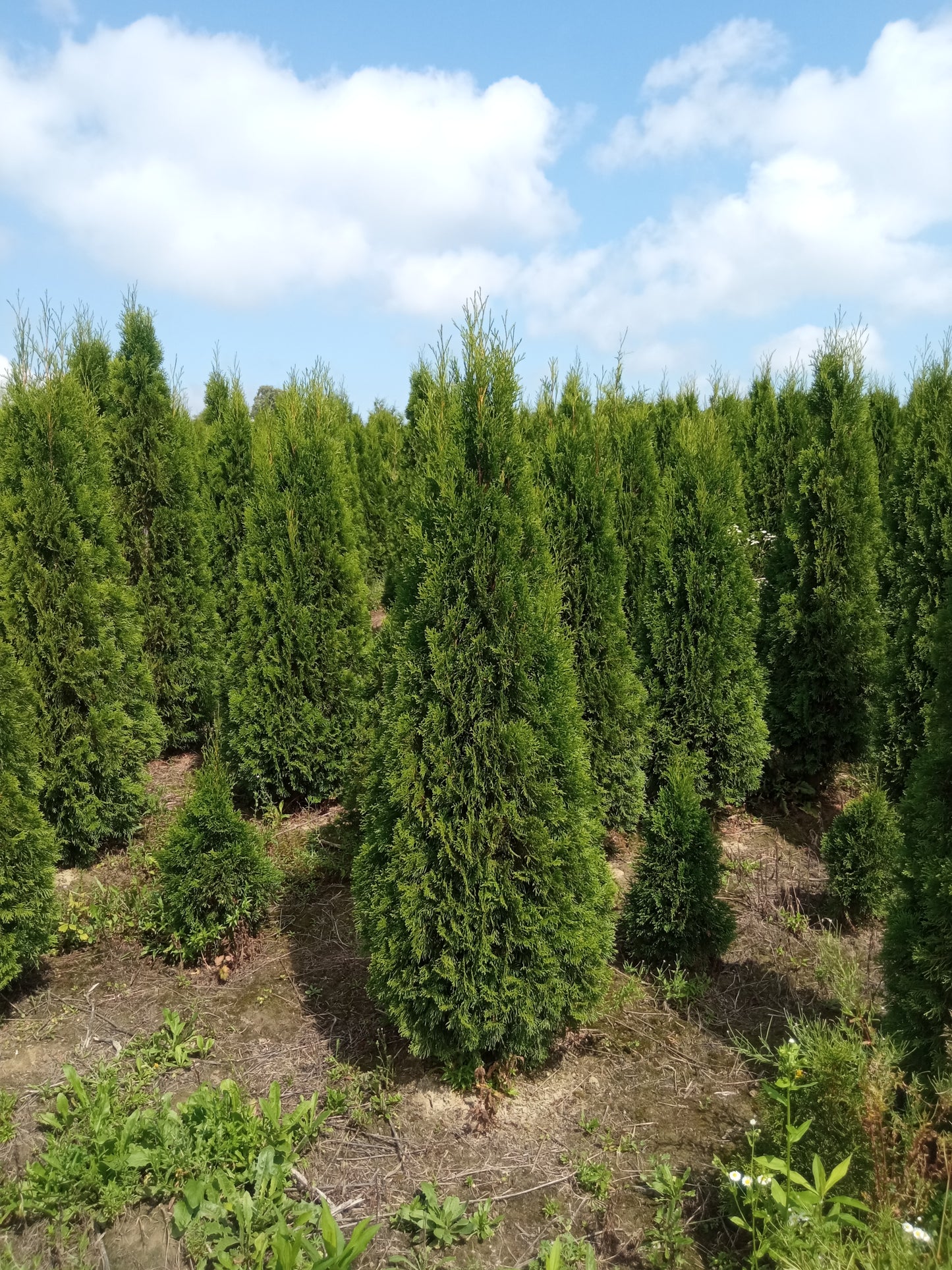 Thuja Smaragd | 200-220cm