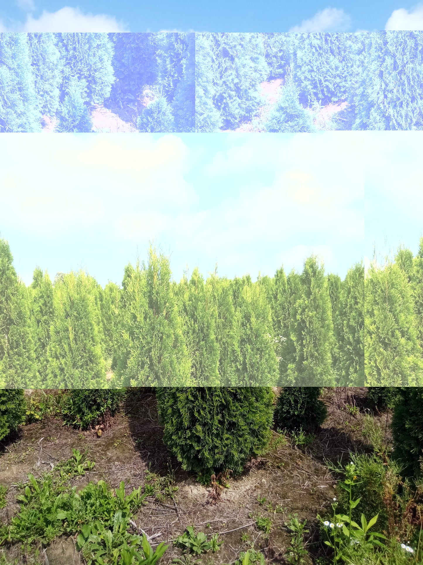 Thuja Smaragd | 180-200cm