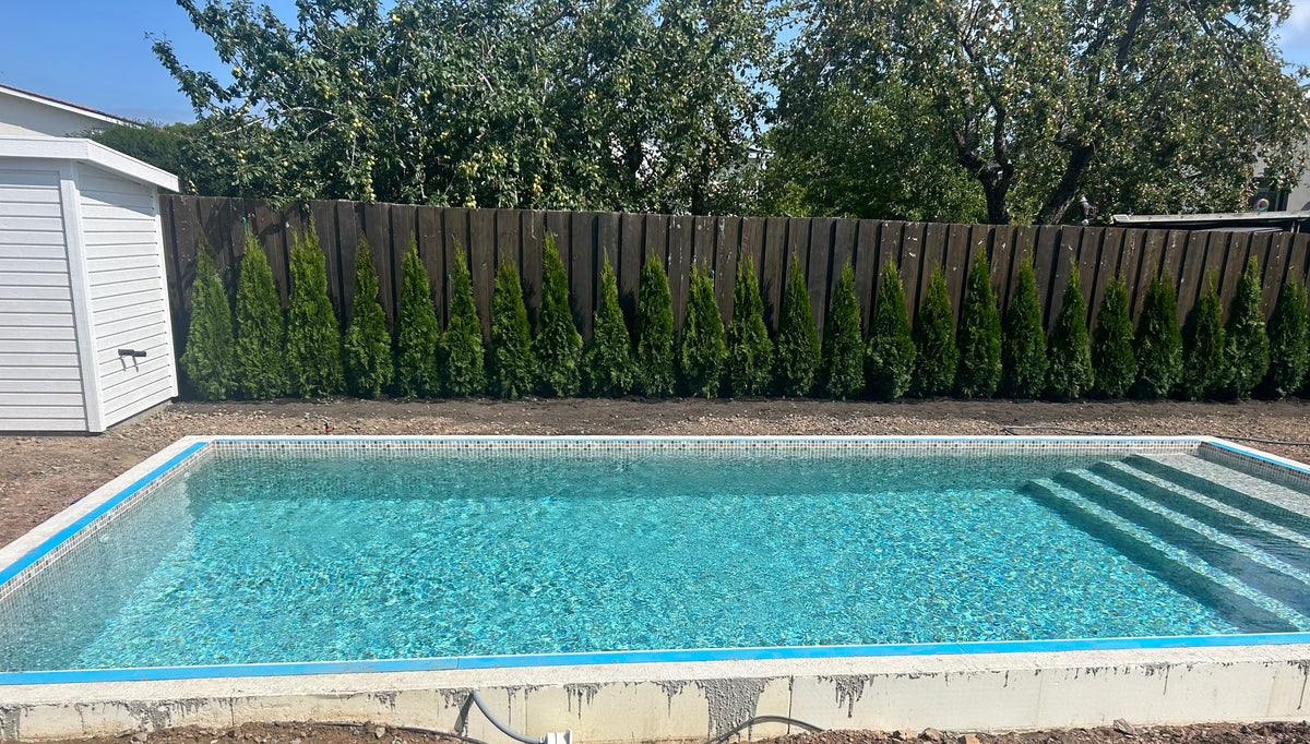 Thuja Smaragd | 120-140cm