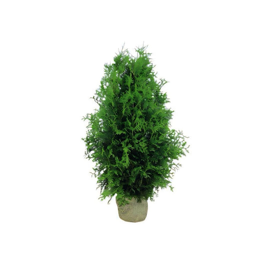 Thuja Brabant | 160-180cm