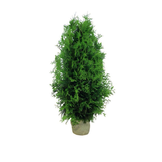 Thuja Brabant | 180-200cm