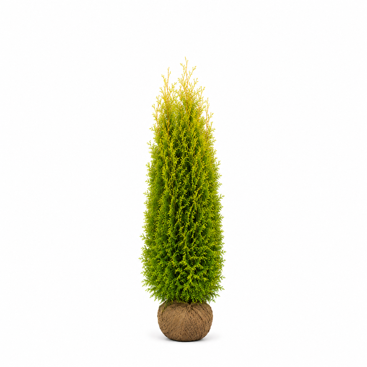 Thuja King of Brabant | 160-180cm
