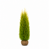 Thuja King of Brabant | 160-180cm