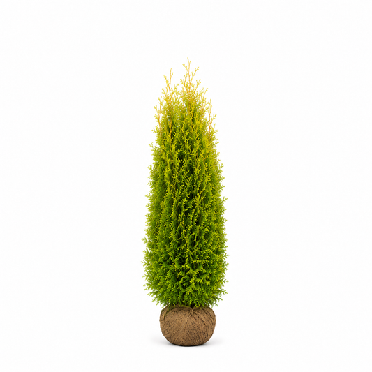 Thuja King of Brabant | 160-180cm