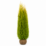 Thuja King of Brabant | 280-300cm