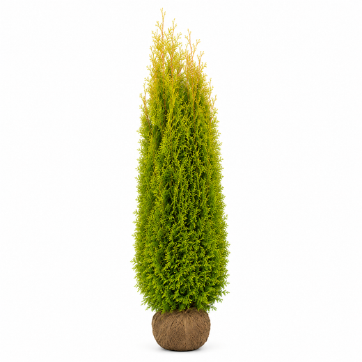 Thuja King of Brabant | 280-300cm