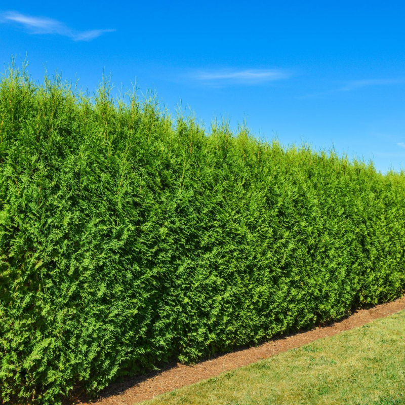 Thuja Brabant | 200-220cm