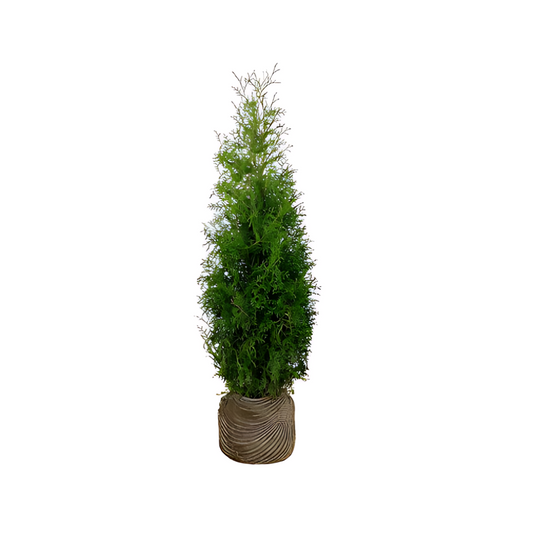 Thuja Brabant | 140-160cm