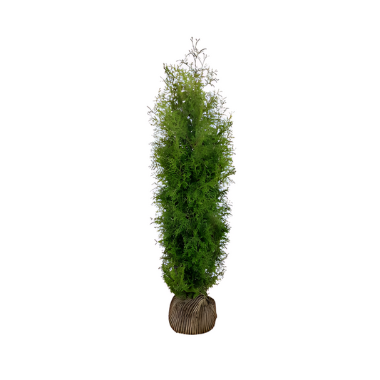 Thuja Brabant | 160-180cm