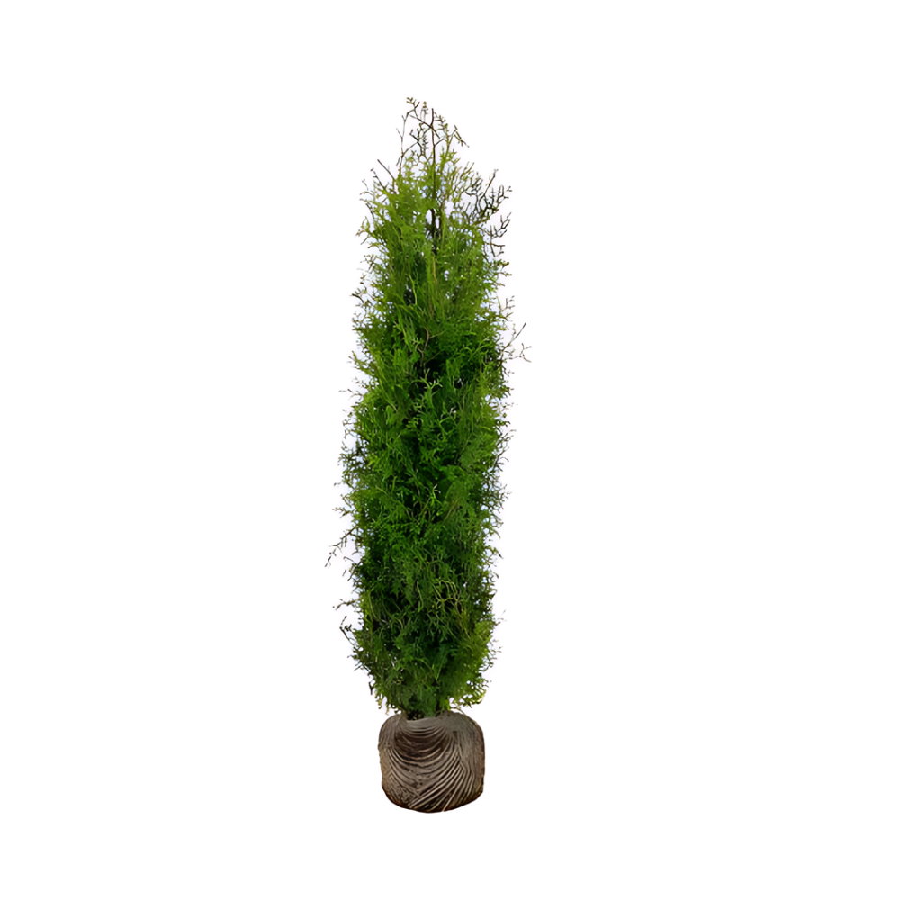 Thuja Brabant | 200-220cm