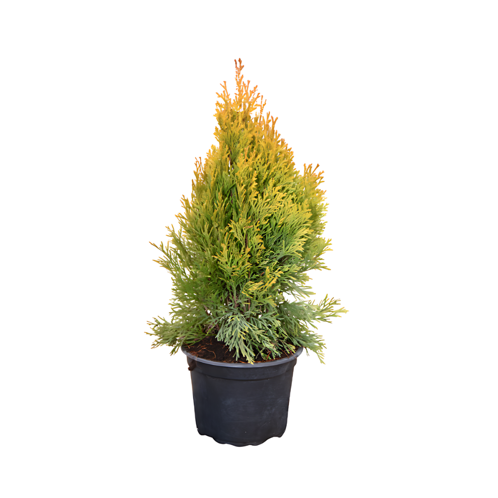 Thuja Golden Smaragd | 100-120cm