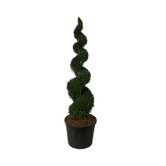 Thuja Smaragd Spiral | 200-210cm