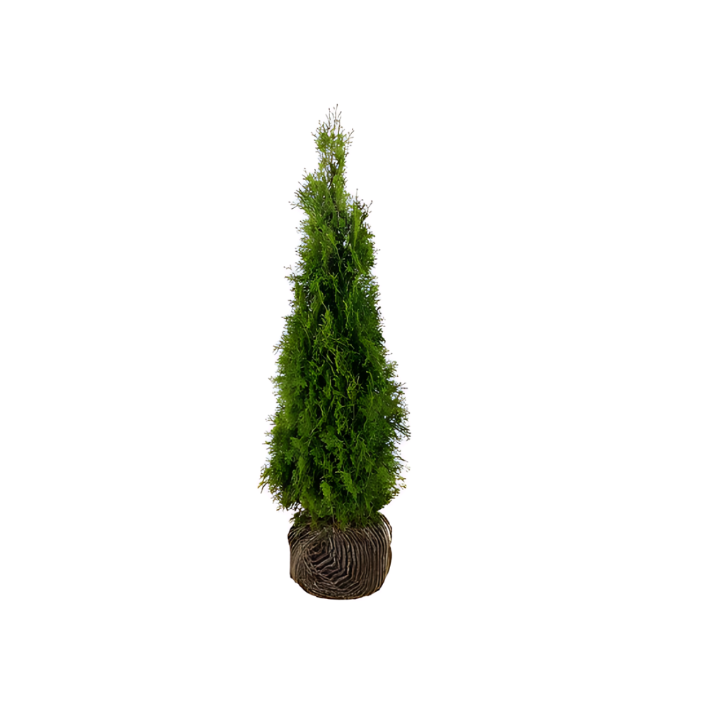 Thuja Smaragd | 120-140cm