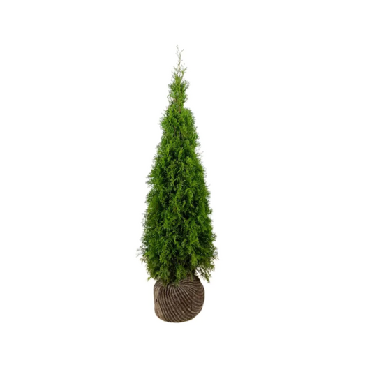 Thuja Smaragd | 140-160cm