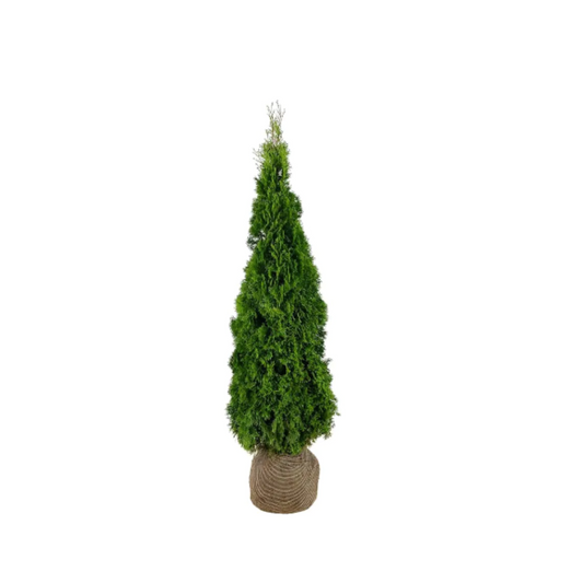 Thuja Smaragd | 160-180cm