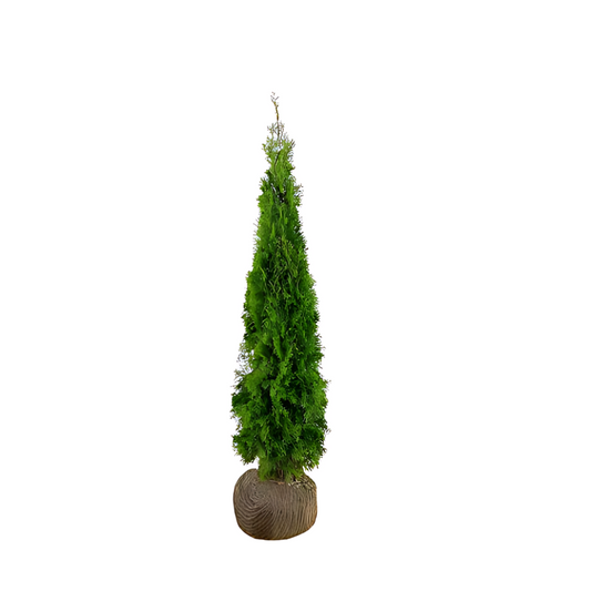 Thuja Smaragd | 180-200cm