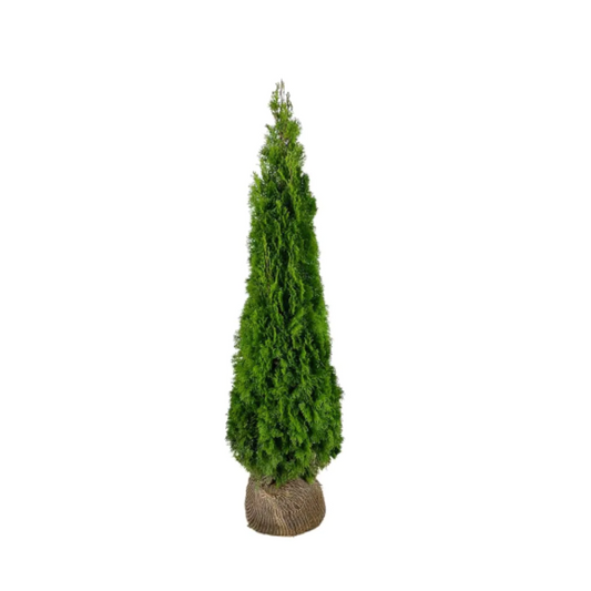 Thuja Smaragd | 200-220cm