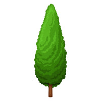Thuja Brabant
