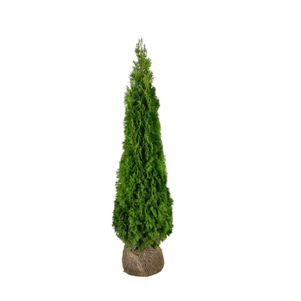 Thuja Smaragd | 250-300cm