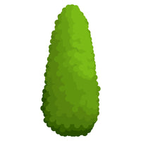 Thuja Smaragd
