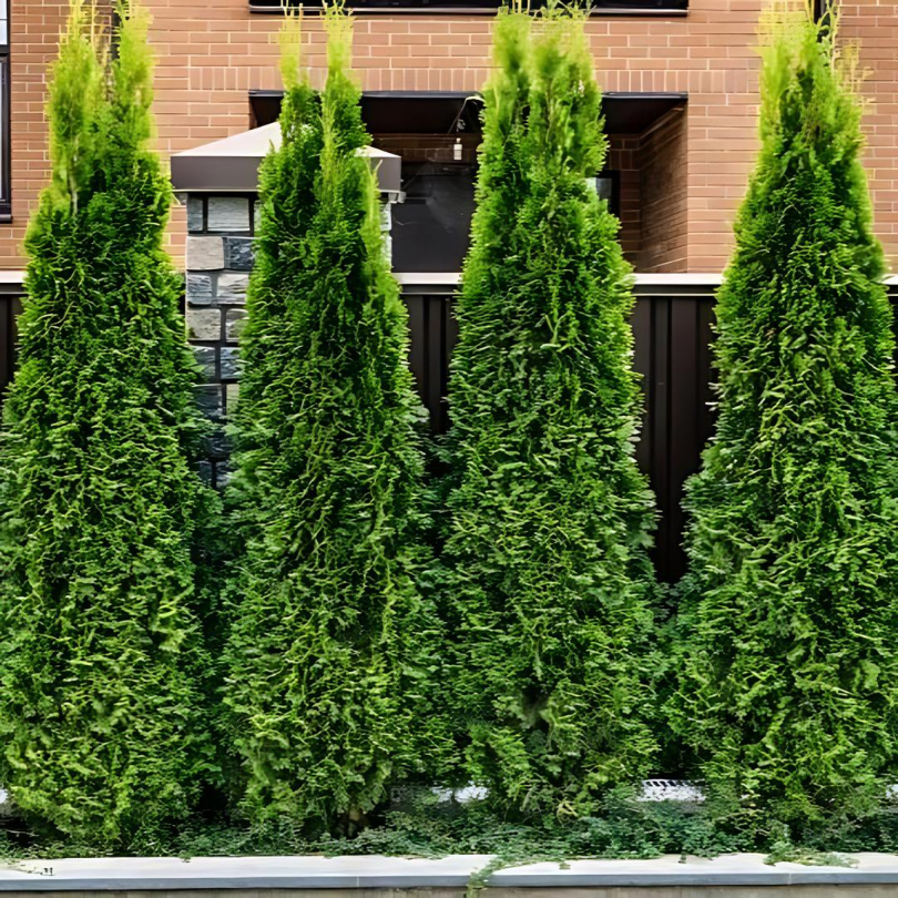 Thuja Smaragd | 250-300cm