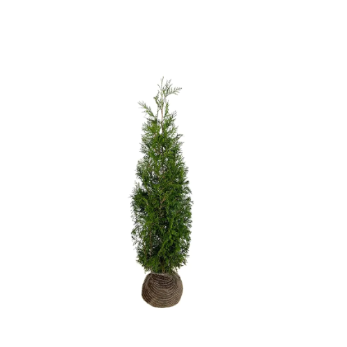 Thuja Martin | 150cm