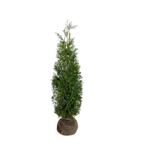 Thuja Martin | 150-170cm