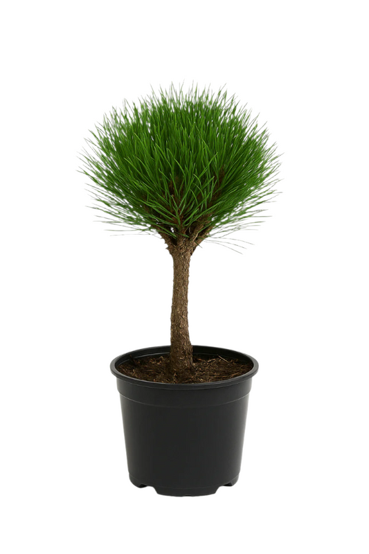 Svarttall Petra | 40-50cm