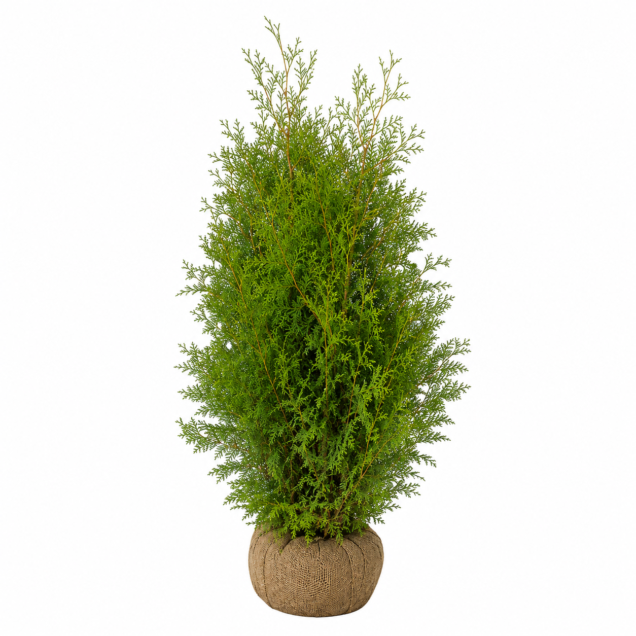 Thuja Brabant | 160-180cm