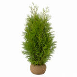 Thuja Brabant | 160-180cm