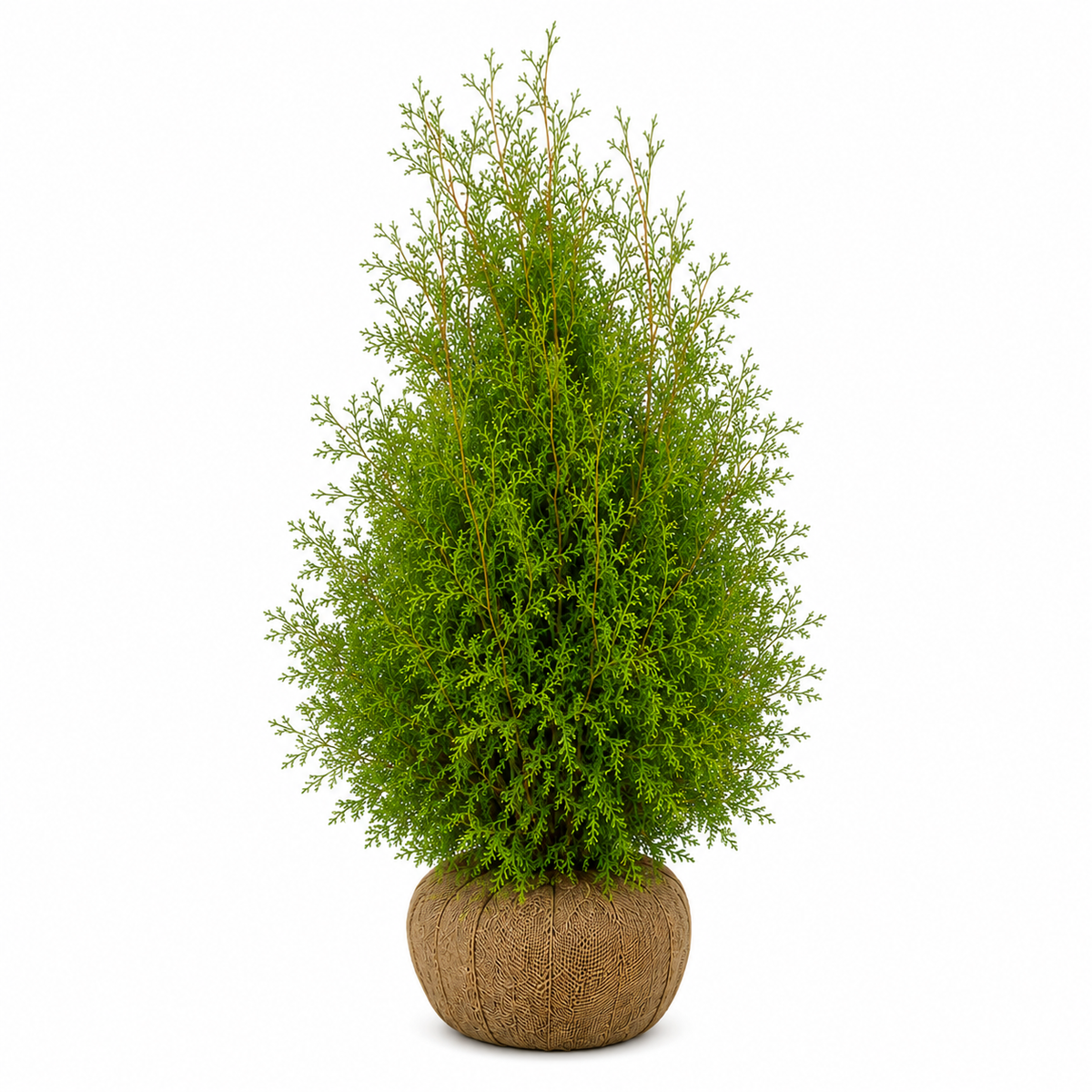 Thuja Brabant | 140-160cm