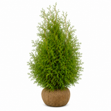 Thuja Brabant | 140-160cm