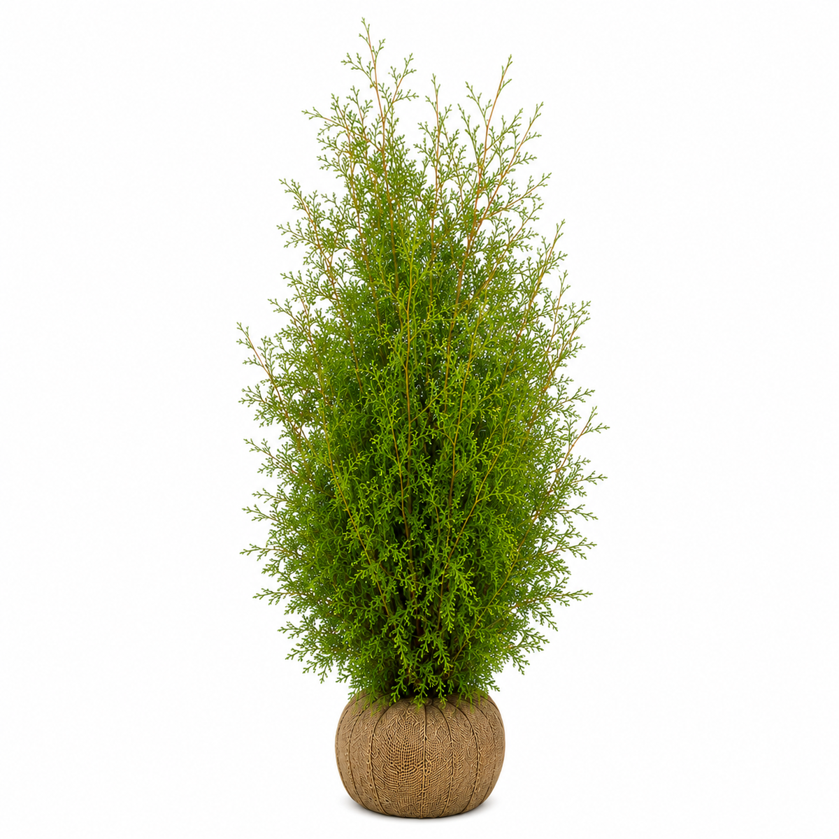 Thuja Brabant | 180-200cm