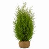 Thuja Brabant | 250-300cm