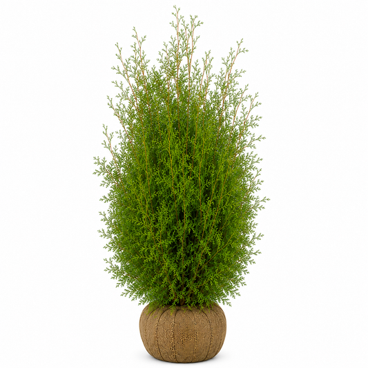 Thuja Brabant | 200-220cm